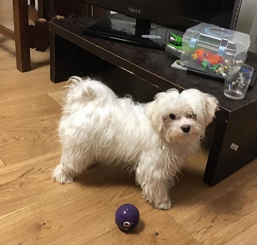Top 62 Best Fluffy Dog Names for White Dogs PetPress