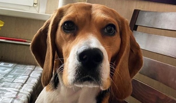 99 Beautiful Female Dog Names For Beagles PetPress