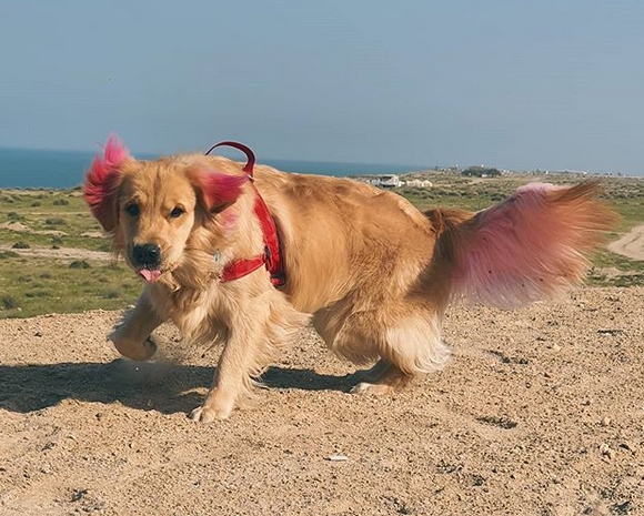 60 Unique Golden Retriever Dog Names PetPress