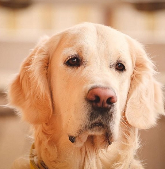 60 Unique Golden Retriever Dog Names PetPress