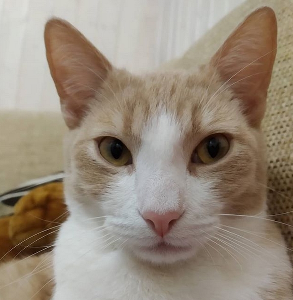 111 Exotic Japanese Male Cat Names With Meanings PetPress