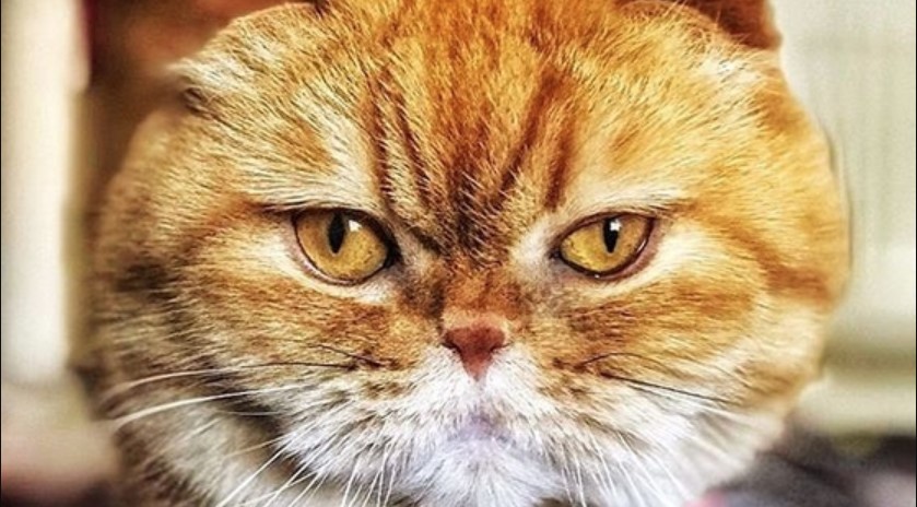 Top 75 Male Orange Tabby Cat Names PetPress