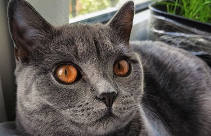 30+ Best Grey Male Cat Names PetPress