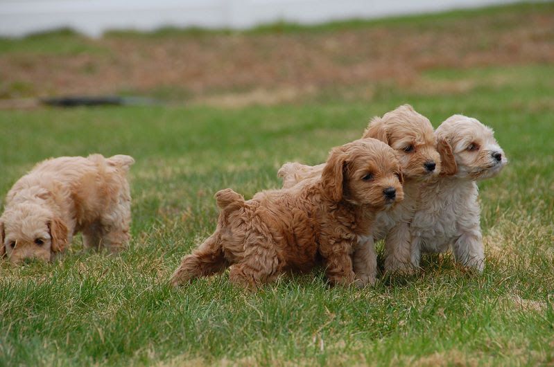 Cockapoo price range. How much does a Cockapoo puppy cost & where to