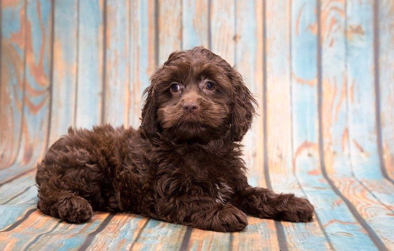 Cockapoo price range. How much does a Cockapoo puppy cost & where to