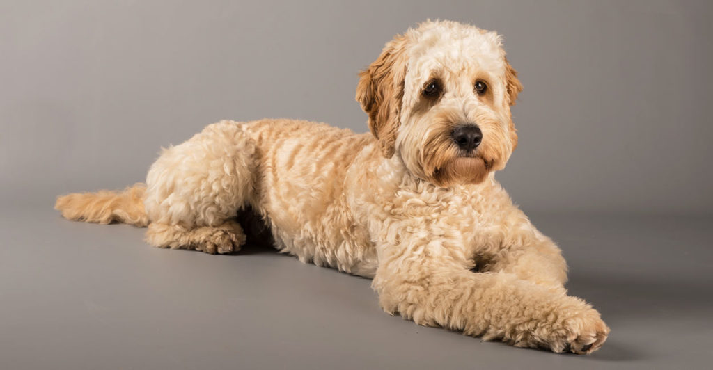 Most Popular Designer Dog Breeds 2024