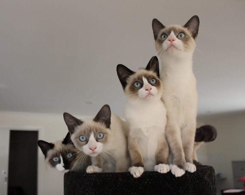 Snowshoe cat for sale price range. Where to buy Snowshoe kittens? 2024