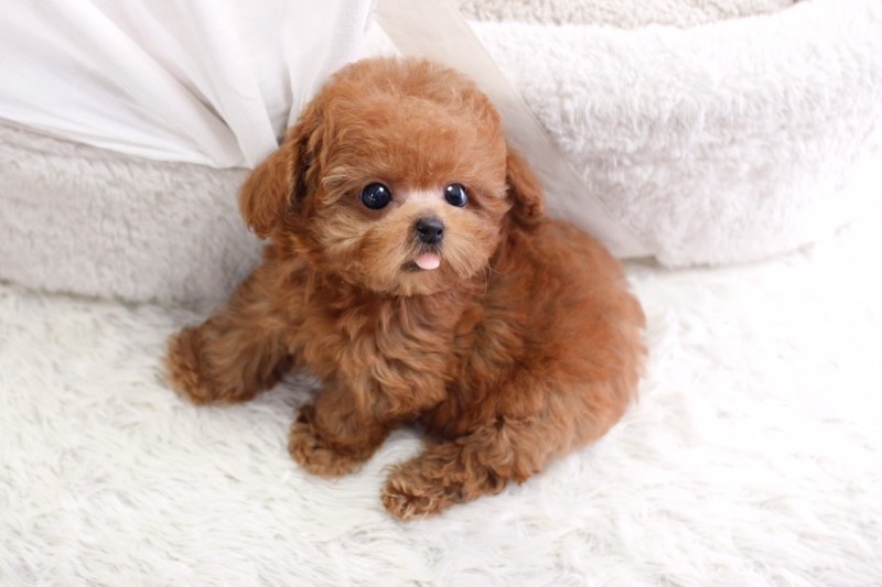 Teacup & Toy Poodle price range. Standard & Miniature Poodle price 2024
