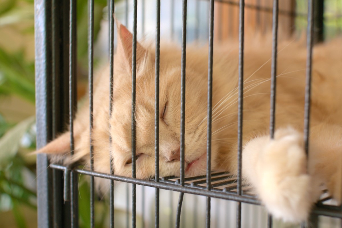 猫にケージは必要？お迎えの前に知っておきたい、選び方やストレス問題について ペットフード・ペット用品の販売なら株式会社ペットプロジャパン