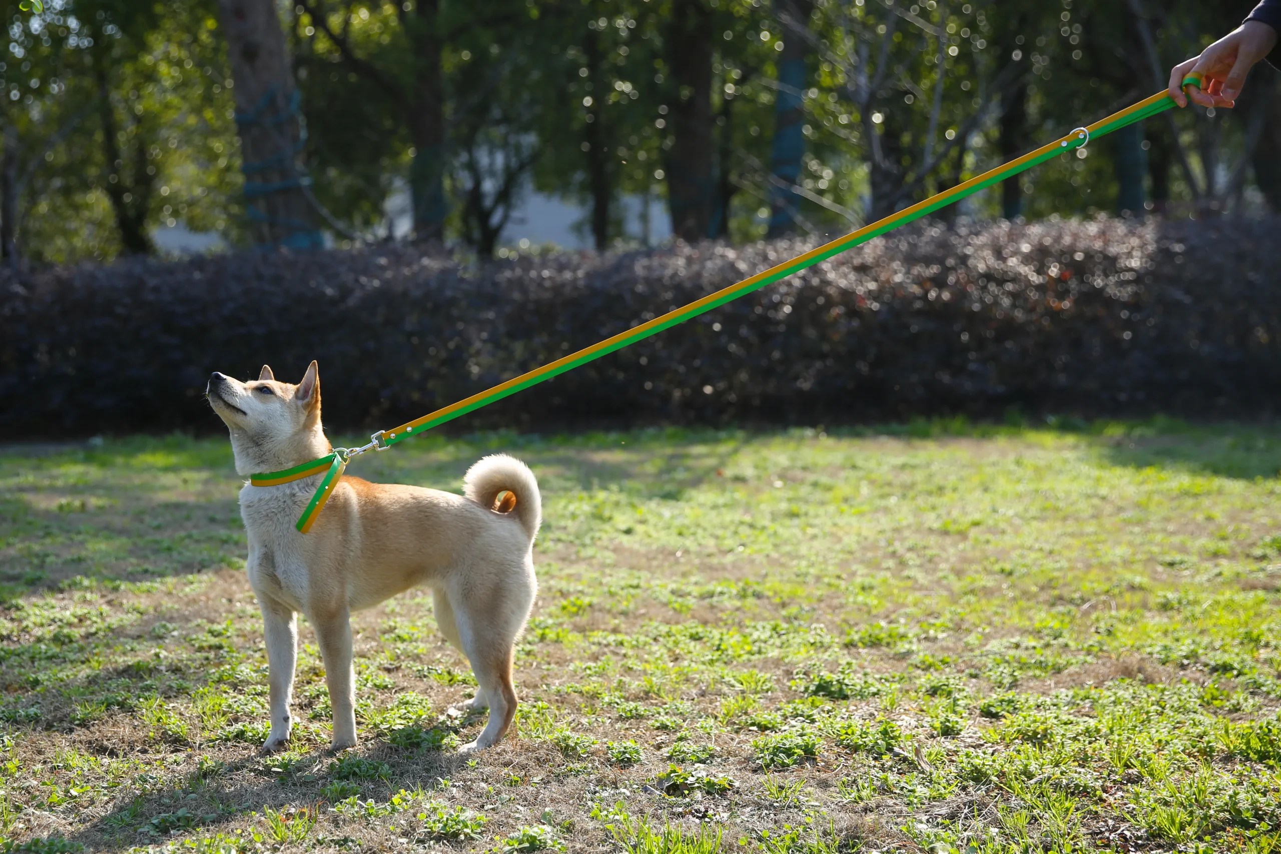 What Is The Material for Best Dog Leashes? Petstar