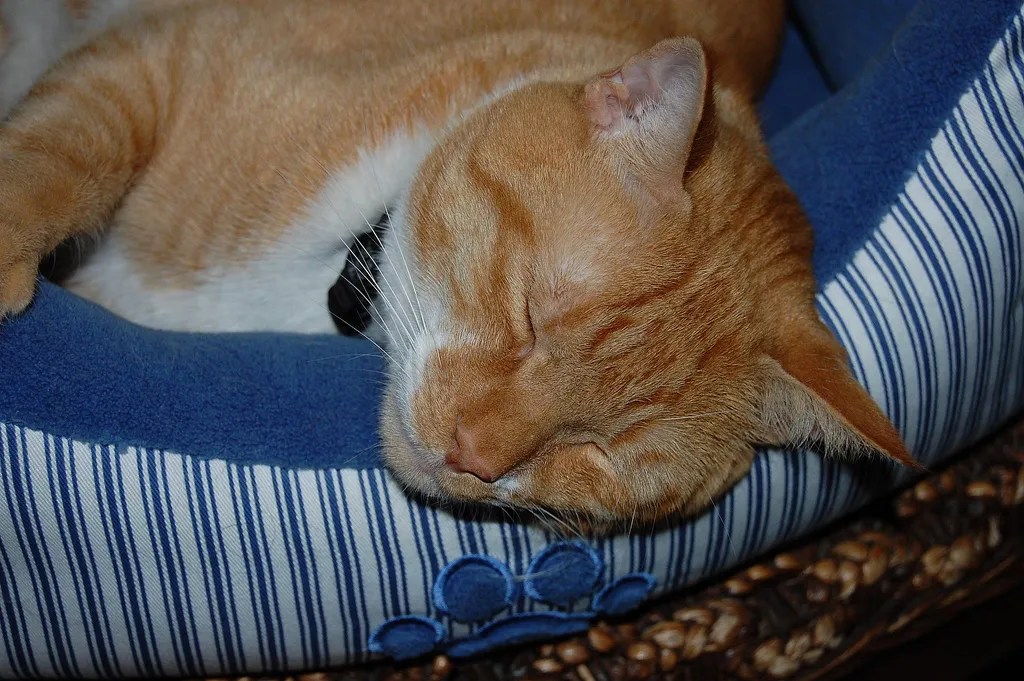 Why Do Cats Urinate Outside the Litter Box? Exploring Causes Petstar