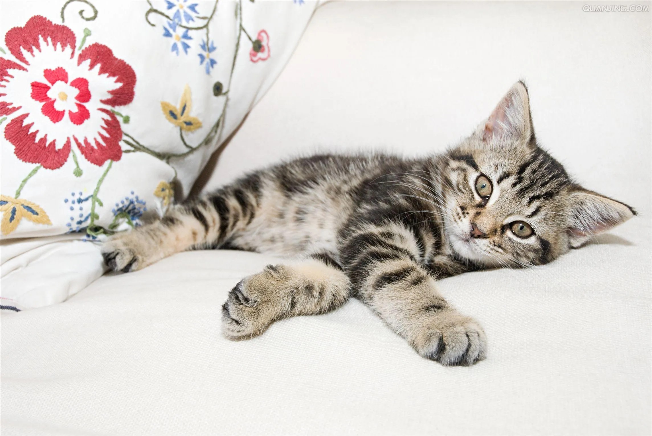 Why Do Cats Urinate Outside the Litter Box? Exploring Causes Petstar