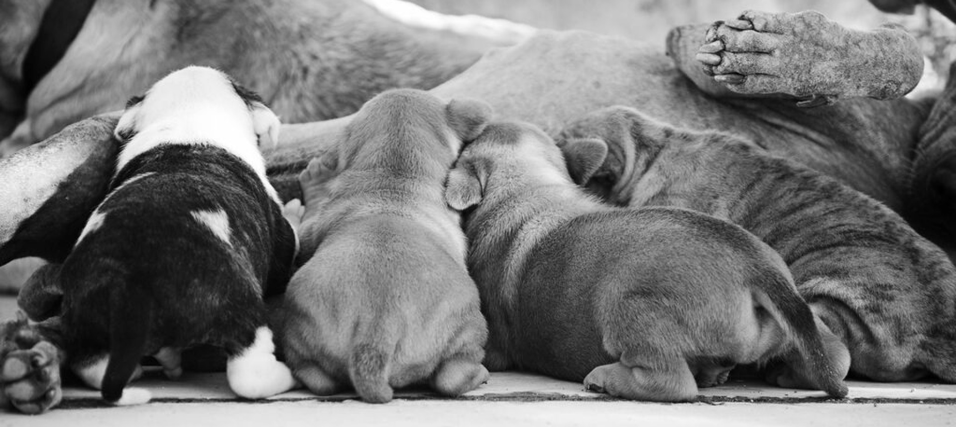 Pet Project Rescue Spay the Way