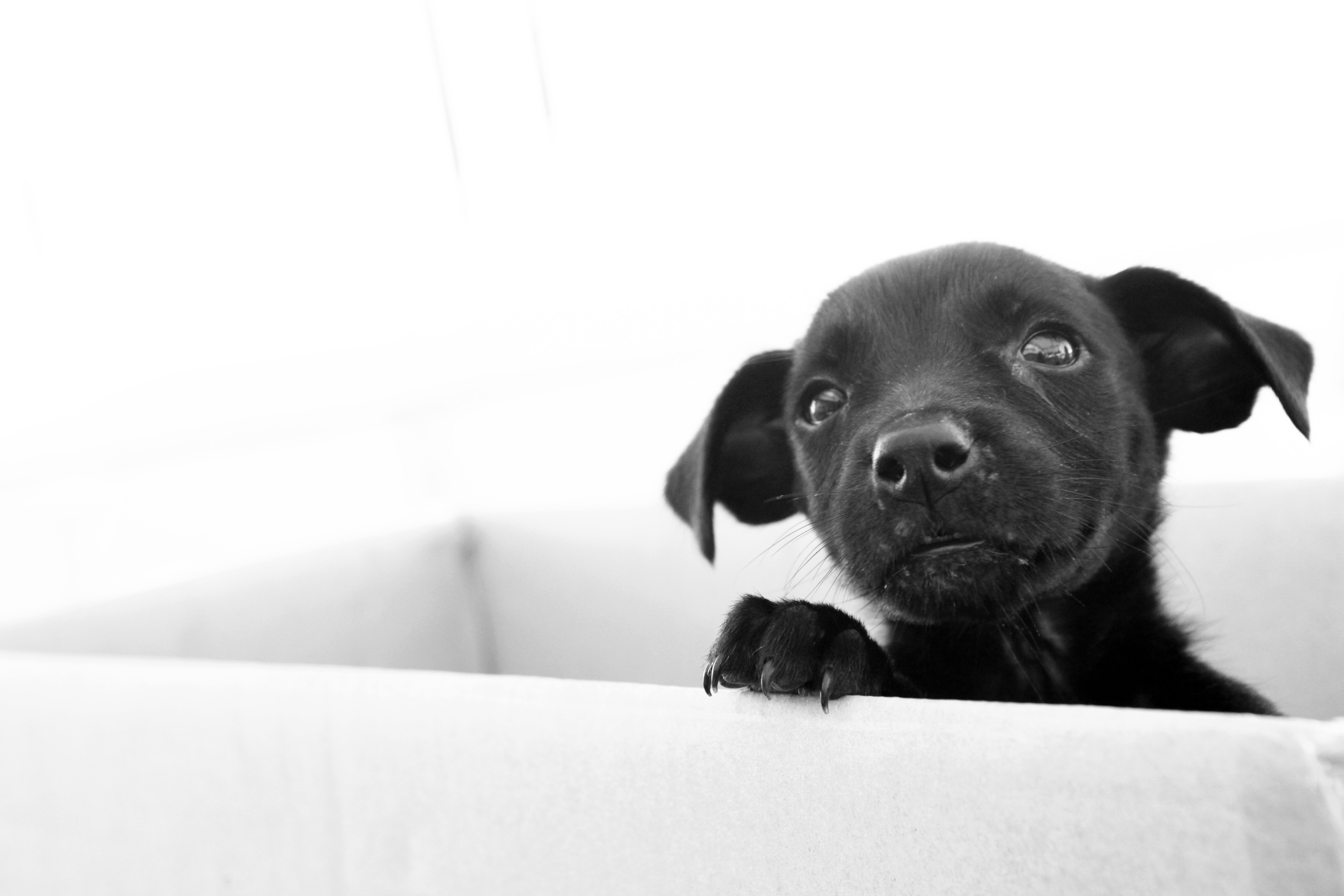 Spay the Way! Pet Project Rescue