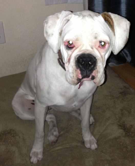 Nelly Sweet Purebred White Boxer For Adoption in Sherman