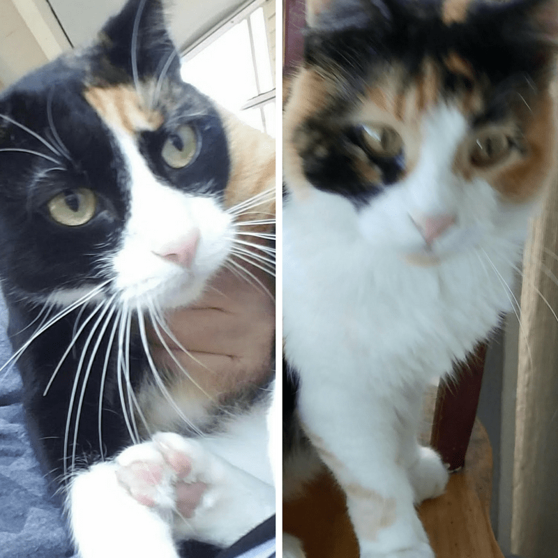 Adopting Cats & Dogs in Florida Pet Pros Services