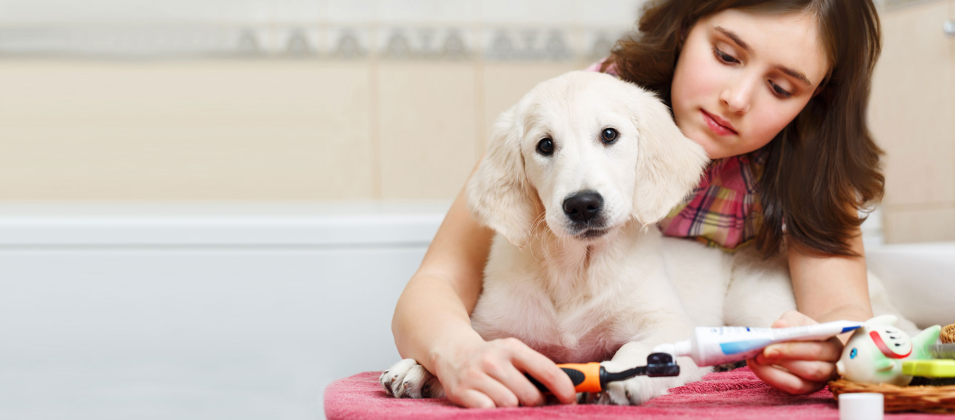 Pet Pulse Best Pet Products