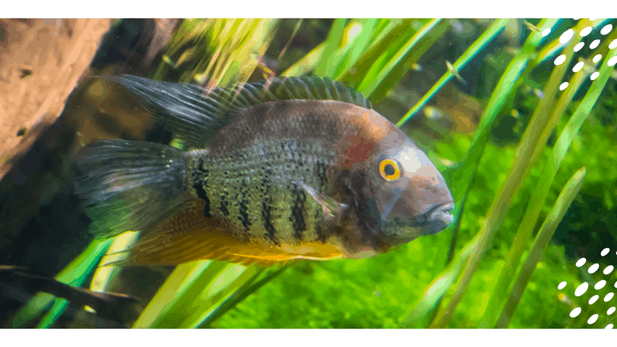 Banded Cichlid Fish Complete Guide and Care details Pet Queries