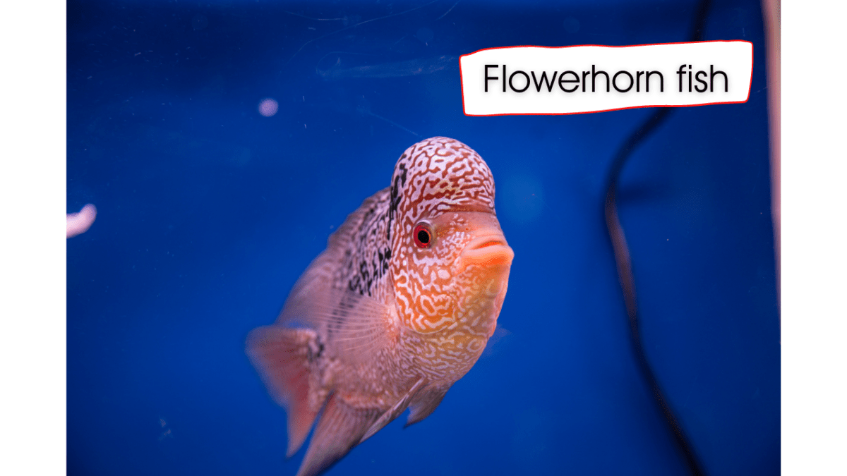 Flowerhorn fish Complete information and Care Guide Pet Queries