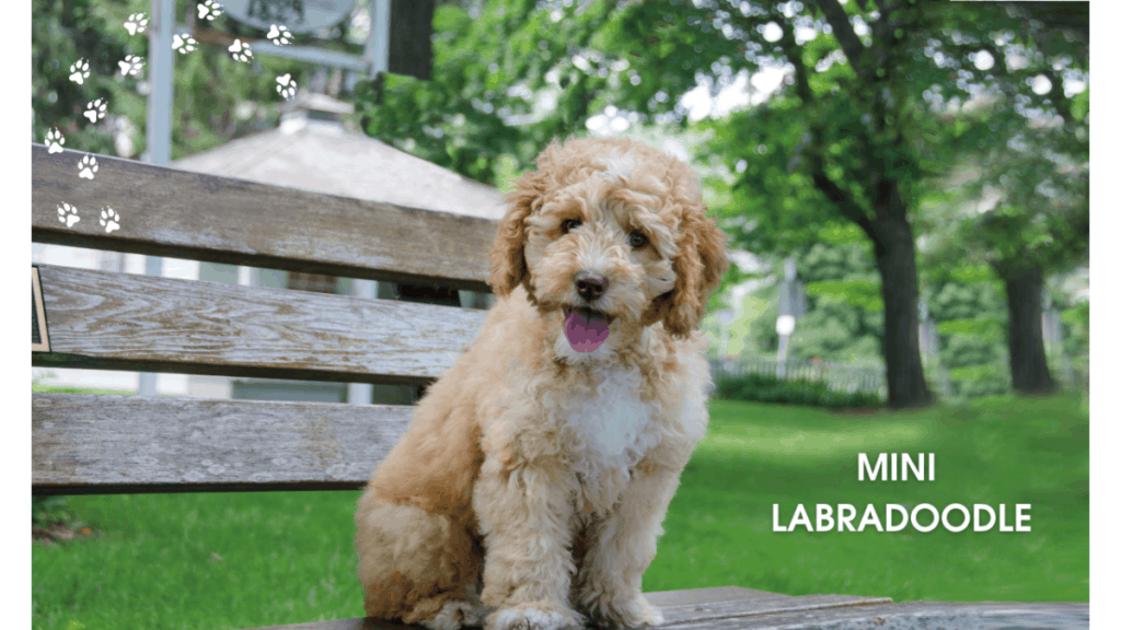 Miniature Labradoodle Poodle Labrador Retriever mix breed information