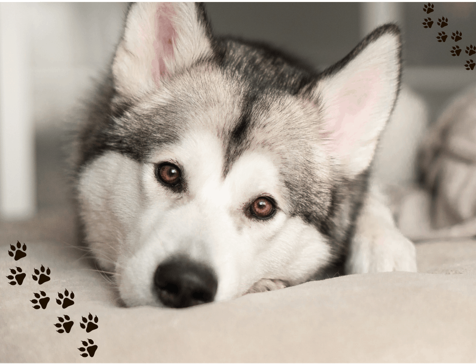 What temperature is too hot for a husky? Pet Queries