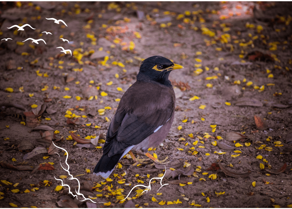 A complete list of foods Myna birds can eat (and what shouldn’t) Pet