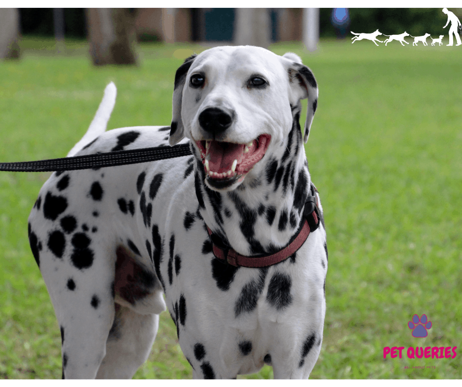 Are Dalmatians a Good Family Dogs Pet Queries