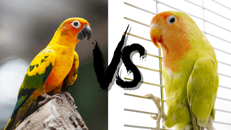 Conure bird vs Love bird Pet comparison by PetQueries Pet Queries