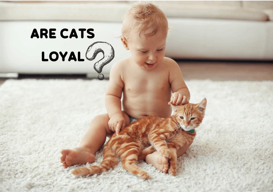 Are Cats a good loyal pet Are cats more loyal than dogs? Pet Queries