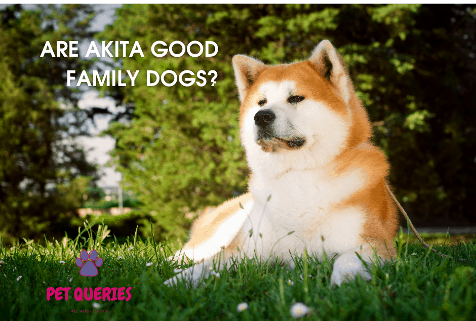 Are Akita good family dogs? Are Akitas Good with kids? Pet Queries