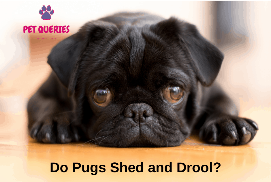 Do Pugs Shed and Drool? Pet Queries