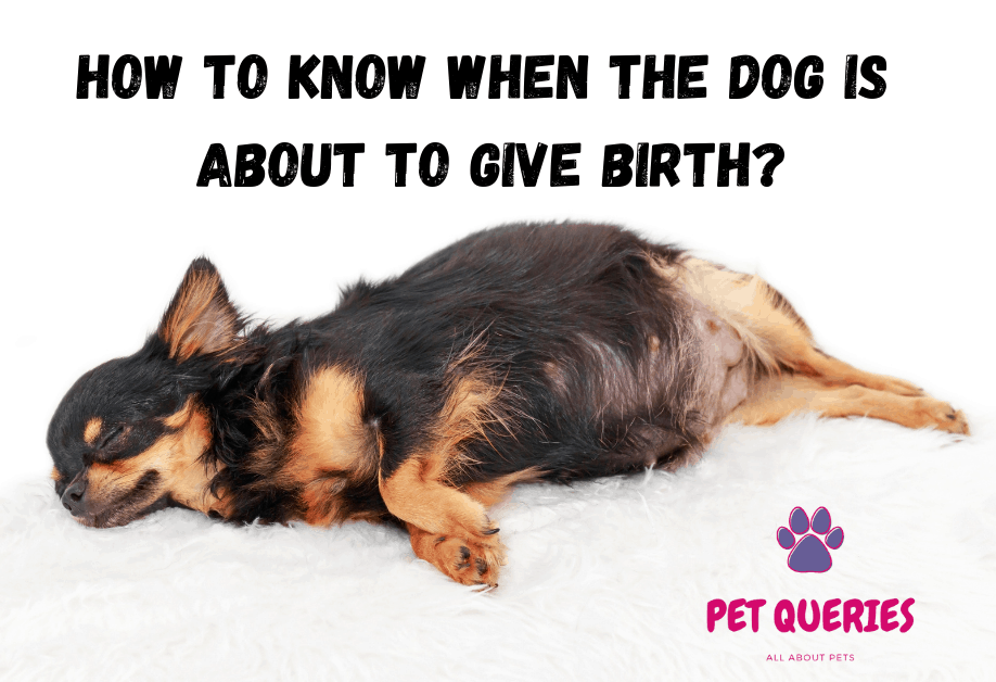 How to know when the dog is about to give birth? Pet Queries