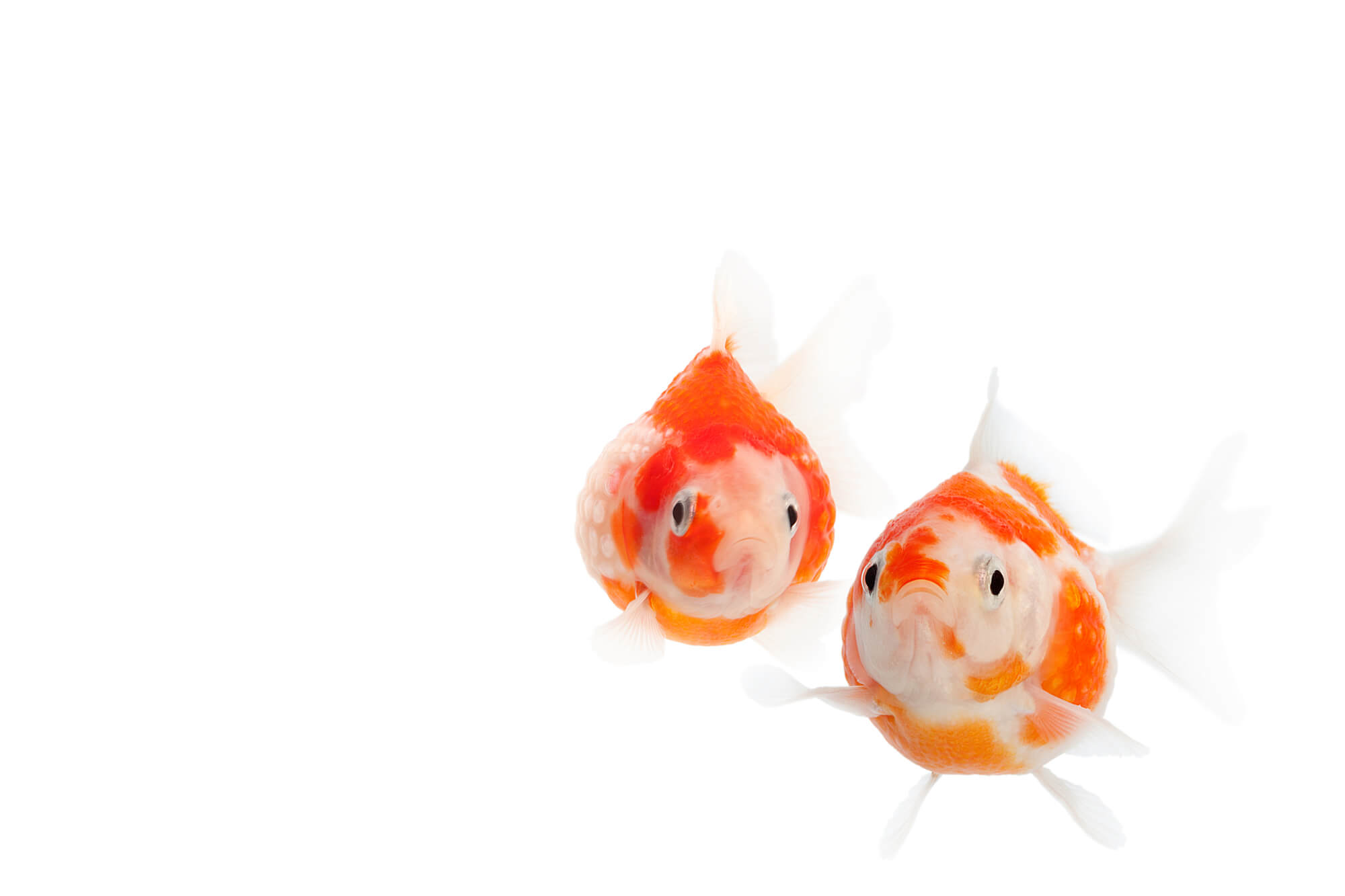 金魚が元気がない。金魚を元気にする方法