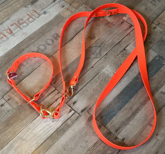 Oranges Halsband mit Leine.