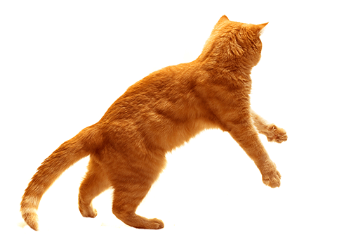 Katzencoaching und Tierpsychologische Verhaltensberatung