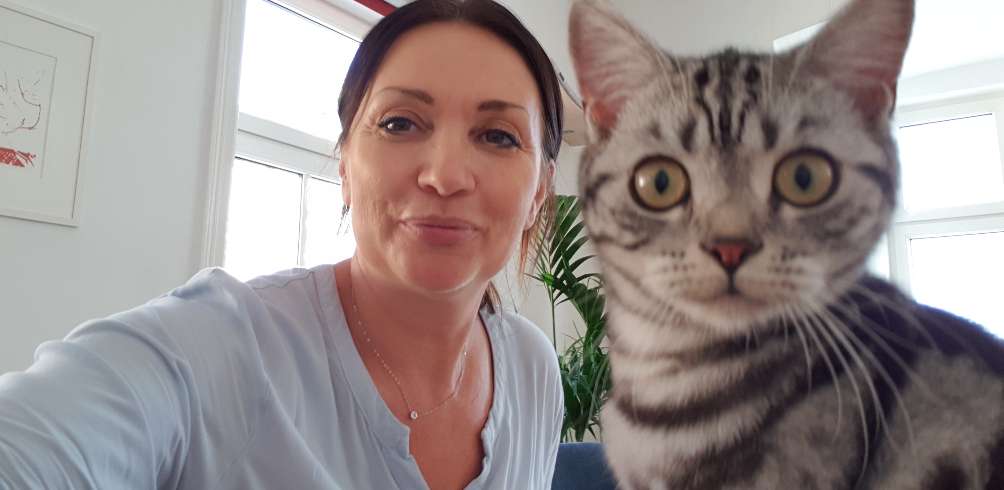 Katze maunzt sehr viel