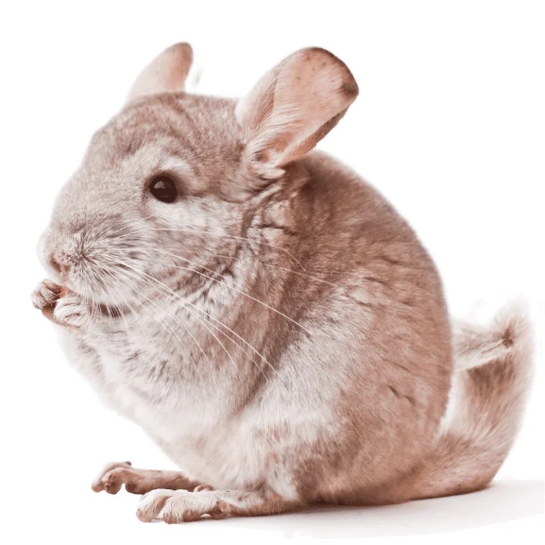 Can Chinchillas Go Outside? (Weather Conditions Explained) Petrapedia