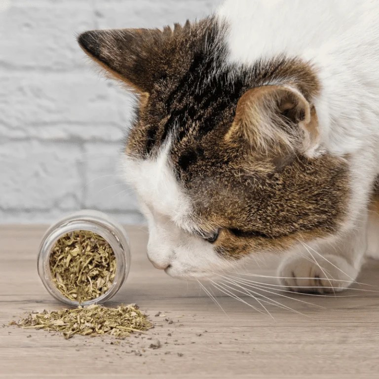 Can Cats Eat Catnip? Petrapedia