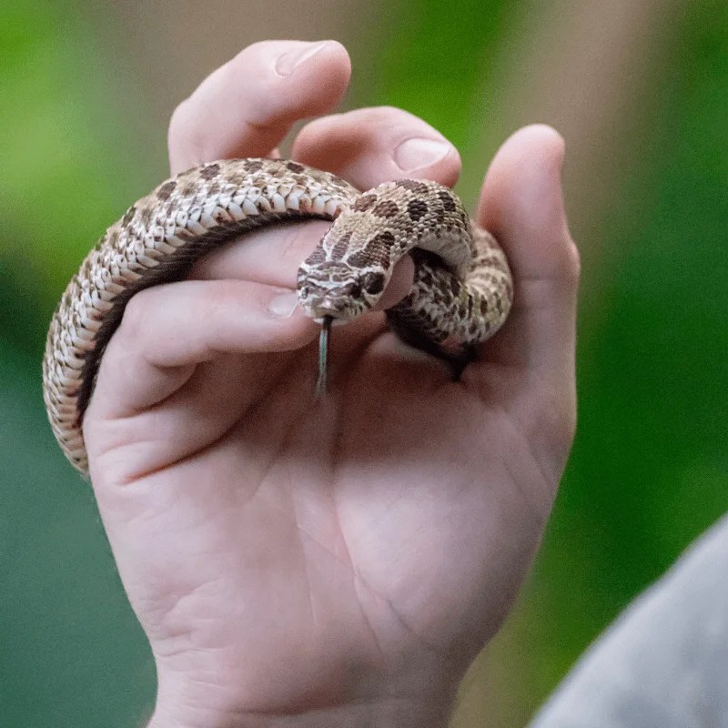 Are Hognose Snakes Good For Beginners? Petrapedia
