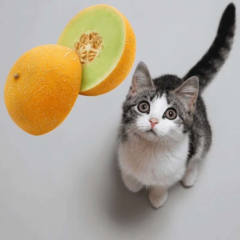Can Cats Eat Watermelon? Benefits + Amounts Petrapedia