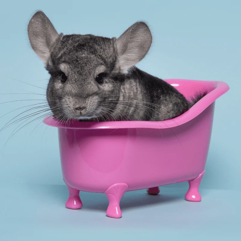 Can Chinchillas Get Wet? (Grooming Tips) Petrapedia