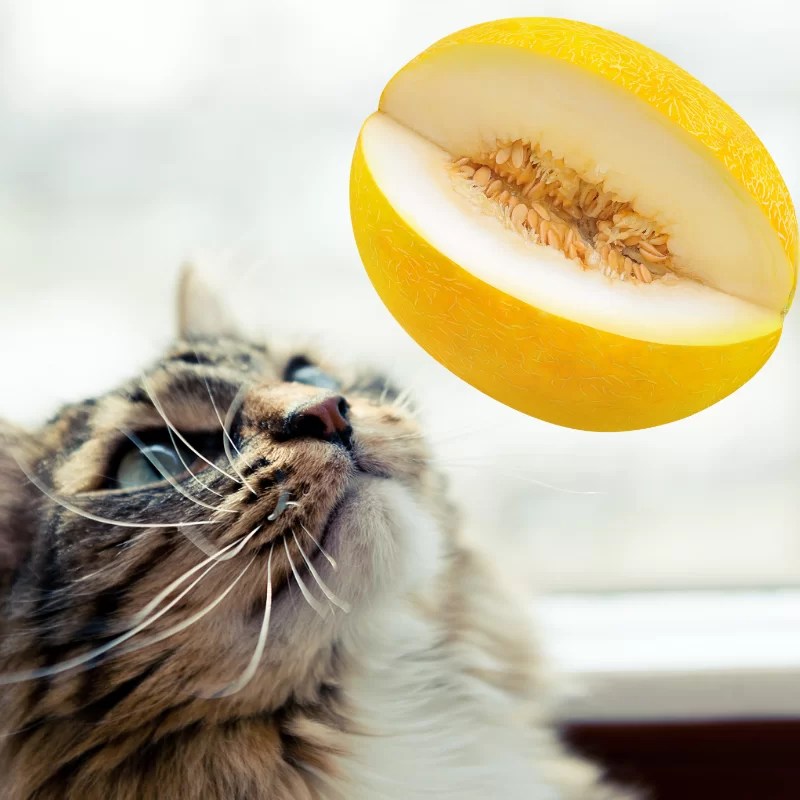 Can Cats Eat Watermelon? Benefits + Amounts Petrapedia