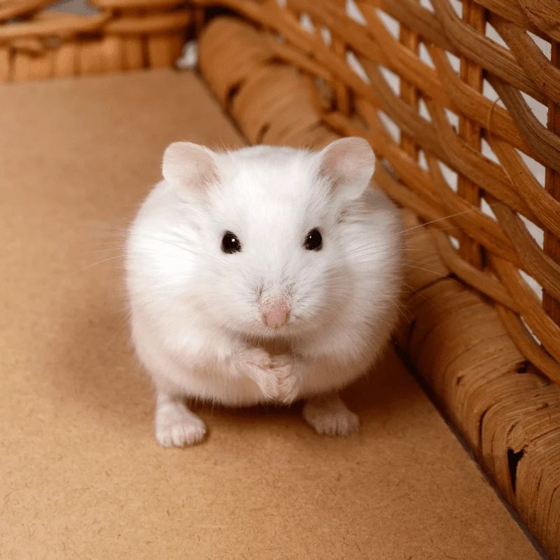 How Long Does A Hamster Live? Petrapedia