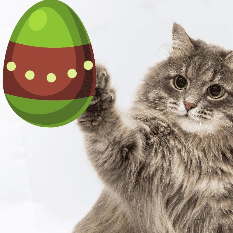 Can Cats Eat Easter Eggs? (Warning) Petrapedia