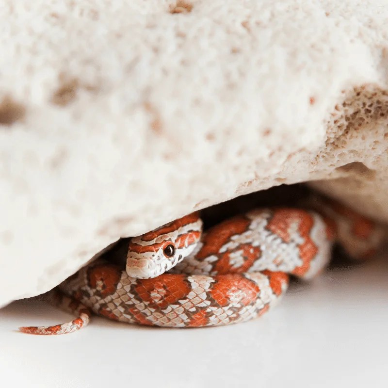 Are Snakes Coldblooded? (Ectothermic) Petrapedia
