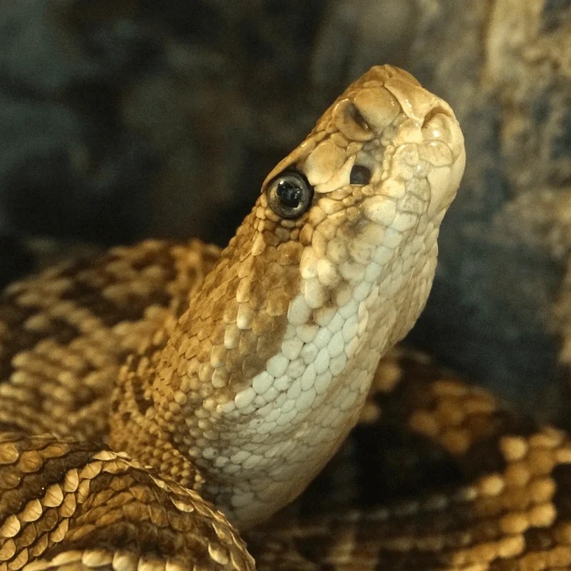 Are Snakes Carnivores? Feeding Habits, Hunting Methods Petrapedia