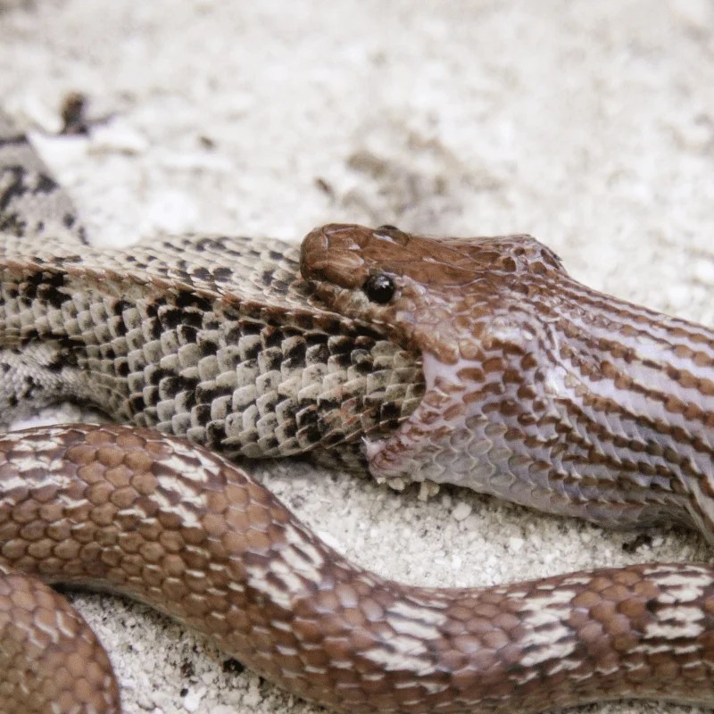 How Are Snakes Able To Swallow Large Prey? Petrapedia