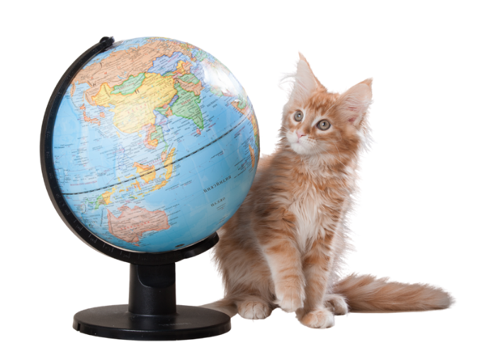 International Pet Travel Overseas Pet Transport Services in AU
