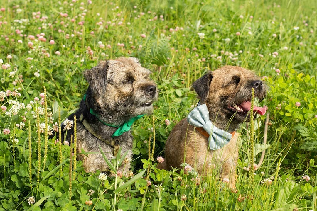 14+ Historical Facts About Border Terriers You Might Not Know Pet Reader