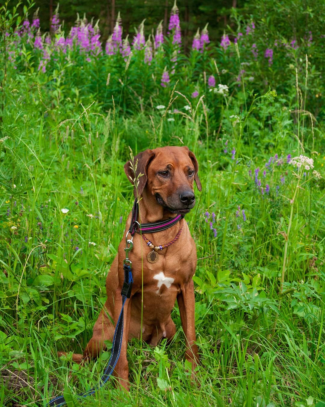 16+ Pros and Cons of Owning Rhodesian Ridgebacks Pet Reader